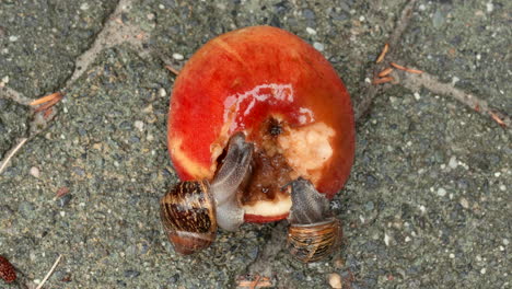 Two-common-garden-snails-eating-an-apple