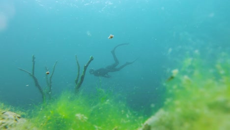 Slow-motion-shot-of-a-diver-swimming-in-clear-blue-water-with-sea-grass-on-the-foreground
