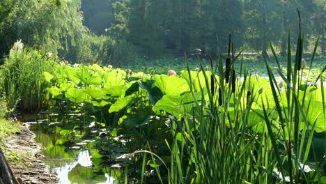 Water-Pond-Shore-Crowded-by-Lotus-Leaves-and-Reed,-Slow-Motion