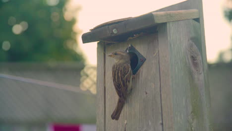 Mother-House-Sparrow-feeds-young-during-golden-hour
