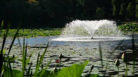Seebrunnen-In-Zeitlupe,-Wasser-Tropft-Auf-Die-Mit-Lotusblättern-Bedeckte-Oberfläche