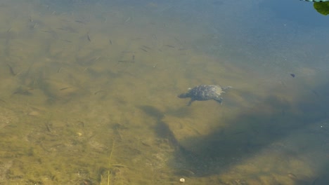 Cute-Turtle-Swimming-Underwater-in-Lake-Surrounded-by-Plenty-of-Little-Fish,-Slow-Motion