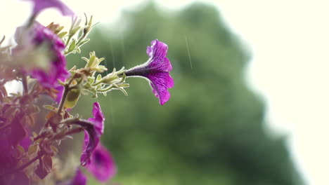 Purple-Petunias-in-the-rain,-in-super-slow-motion