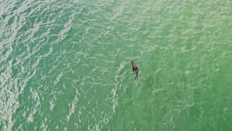A-Lone-Cape-Fur-Seal-Swims-On-The-Clear-Water-By-The-Ocean-In-Vleesbaai,-Western-Cape,-South-Africa---aerial-drone