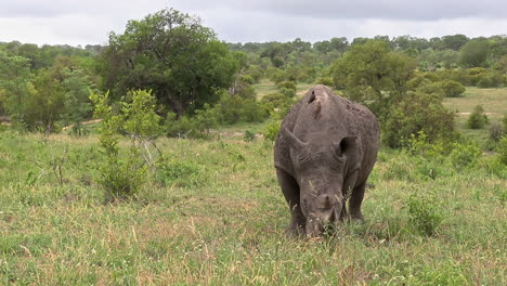 Rinoceronte-Blanco-Pastando-En-Las-Praderas-De-La-Reserva-Privada-De-Caza-Sabi-Sands,-Sudáfrica