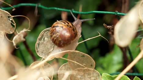 A-snail-foraging-in-the-garden-on-a-rainy-day
