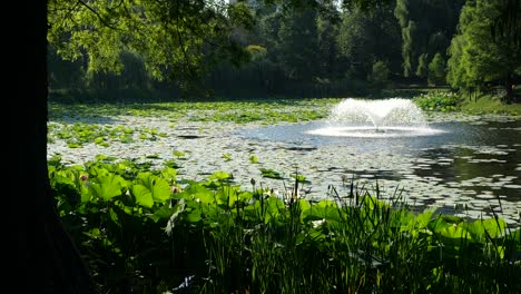 Slow-Motion-View-of-Lake-Fountain-and-Large-Water-Lily-Leaves-on-Surface