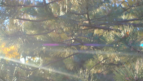 Pine-tree-at-sunset-with-anamorphic-lens-flares