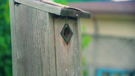 House-sparrow-feeds-baby-in-wooden-bird-house