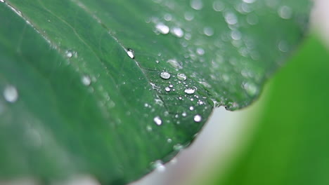 Frische-Grüne-Nahaufnahme-Von-Taro-Pflanzenblättern-Mit-Regentropfen-Oder-Morgentau