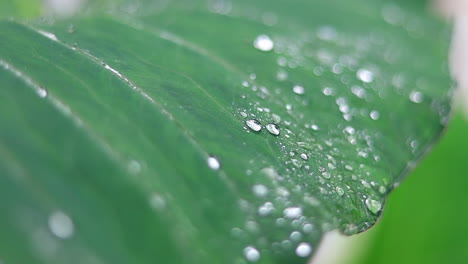 Frische-Grüne-Nahaufnahme-Von-Taro-Pflanzenblättern-Mit-Regentropfen
