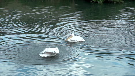 Weiße-Pelikane-Schwimmen-Im-Wasser-Und-Entspannen-Sich-Beim-Waten-Im-Wasser