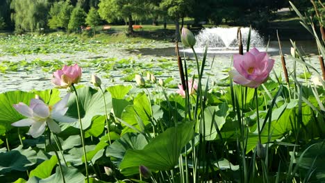 Charming-Blooming-Water-Lilies,-Slow-Motion,-Lake-Fountain-on-Background