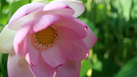 Sacred-Lotus-Flower-Charming-Blowing-in-the-Wind,-Macro-View