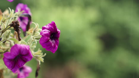 Purple-Petunias-in-the-rain,-closeup
