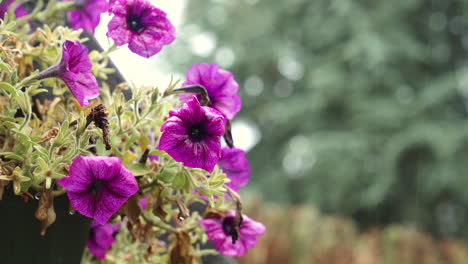 Purple-Petunias-in-a-balconniere-during-light-rain,-medium-close-shot