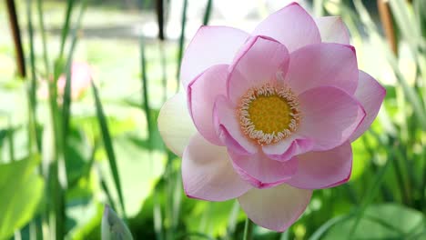 Vorderansicht-Der-Majestätischen-Lotusblume,-Zeitlupe,-Sommerzeit