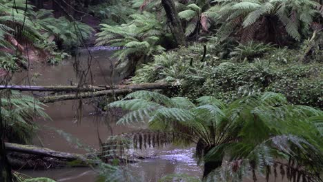 Dirty-river-stream-amongst-ferns-in-forest