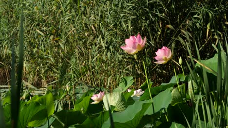 Zarte-Lotusblumen-An-Sonnigen-Tagen,-üppiger-Schilfhintergrund,-4k