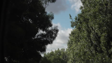 Dicke-Weiße-Wolken-Rasen-über-Einen-Strahlend-Blauen-Himmel-Hinter-Grünen-Bäumen,-Die-Im-Wind-Wehen