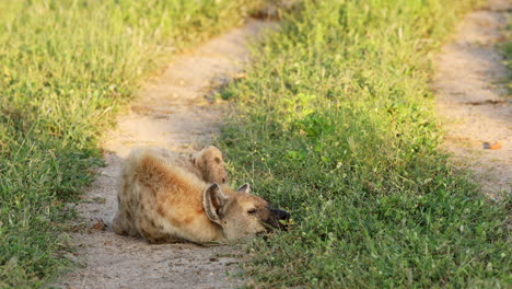 Hiena-Manchada-Durmiendo-A-La-Sombra-De-Un-árbol-En-La-Reserva-De-Caza-Privada-Klaserie,-Sudáfrica