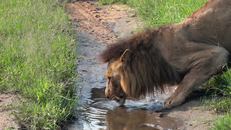 Profile-view-of-head-of-lion-crouching-down-to-drink-water-in-small-puddle-in-dirt-ground-by-green-grass,-Sabi-Sands-Game-Reserve,-South-Africa,-close-up-pan