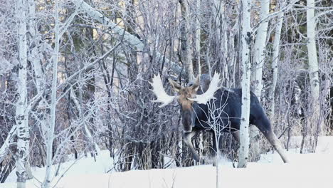 Wild-Canadian-Moose-Walking-In-Snow-In-Cypress-Hills-Provincial-Park-During-Winter,-Saskatchewan,-Canada