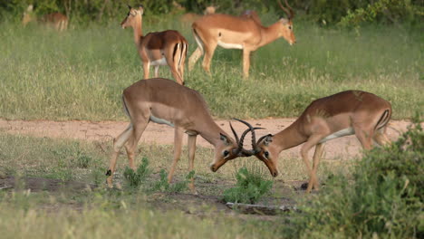 Zwei-Impalas-Kämpfen-Im-Privaten-Wildreservat-Sabi-Sands,-Südafrika
