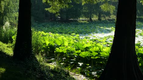 Slow-Motion-of-Lake-Shore-Covered-with-Water-Lilies,-Surrounded-by-Trees