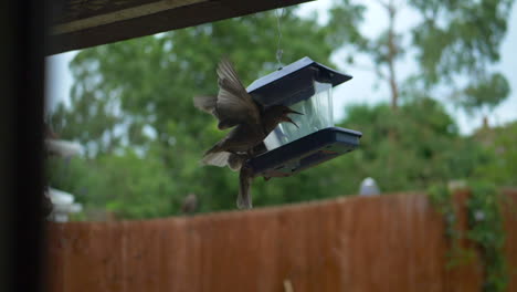 Starlings-feeding-and-fighting-in-the-early-morning-on-hanging-feeder-box-in-super-slow-motion