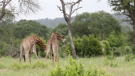 Zwei-Giraffen-Kämpfen-Auf-Dem-Grasland-Im-Privaten-Wildreservat-Sabi-Sands,-Südafrika