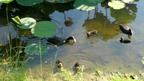 Cute-Birds-Family,-Common-Coots-Swimming-on-Lake-Surface,-Slow-Motion