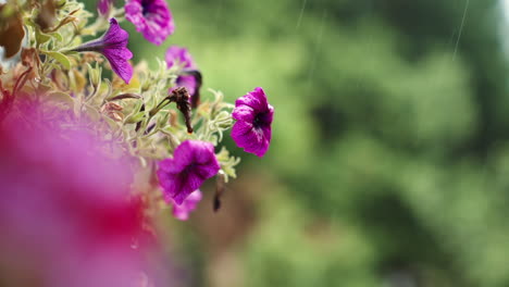 Purple-Petunias-in-the-rain,-in-slow-motion-