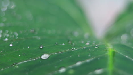 Fresh-Green-Closeup-of-Taro-Plant-Leaves-with-Morning-Dew