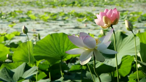 Couple-of-Full-Blown-Lotus-Flowers-Slow-Motion,-Green-Leaves-Background