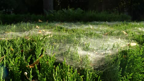 Wunderbare-Aufnahme-Von-Büschen,-Die-Mit-Dichtem-Spinnennetz-Bedeckt-Sind,-4k