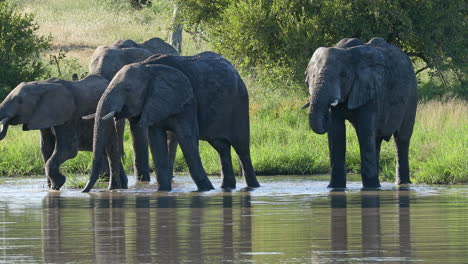 Familie-Afrikanischer-Elefanten-Im-Privaten-Wildreservat-Klaserie,-Südafrika