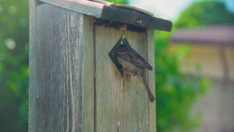 Mother-House-Sparrow-tending-to-her-young-in-wooden-bird-house