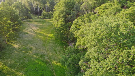Green-meadow-in-between-trees-with-low-lying-sunlight,-aerial-push-out