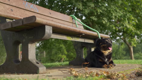 Ein-Glücklicher-Hund,-Der-An-Eine-Parkbank-Gebunden-Ist-Und-Auf-Seinen-Besitzer-Wartet