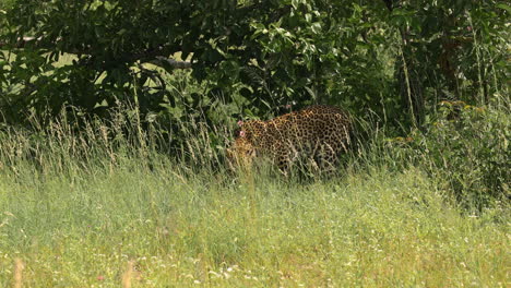 Leopardo-Solo-En-Hierba-Verde-Alta-Y-árboles-Caminando,-Reserva-De-Juego-Sabi-Sands,-Sudáfrica,-Vista-De-Perfil
