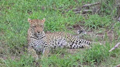 Joven-Leopardo-Africano-Tumbado-Tranquilamente-En-El-Suelo-En-La-Reserva-Privada-De-Sabi-Sands,-Sudáfrica
