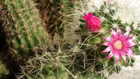 Time-Lapse-Opening-of-Cactus-Colorful-Flower-Head,-Green-Base,-4K