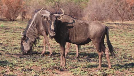 Muddy-Wildebeest-sentry-standing-guard-as-the-herd-grazes