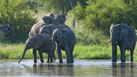 Afrikanische-Elefanten-Waschen-Und-Baden-Auf-Dem-Ruhigen-Fluss-Im-Klaserie-Private-Game-Reserve,-Südafrika