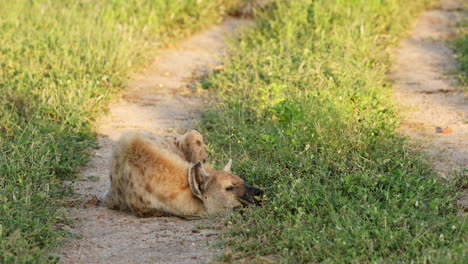 Hiena-Manchada-Tumbada-Y-Durmiendo-Tranquilamente-En-El-Suelo-En-La-Reserva-Privada-De-Caza-Klaserie,-Sudáfrica