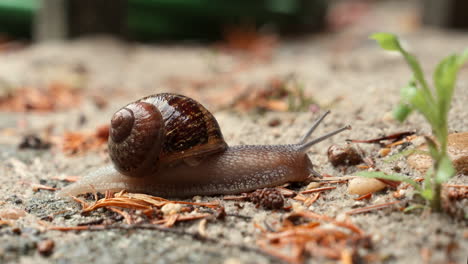 A-common-garden-snail-slowly-crawling-through-the-garden-looking-for-food