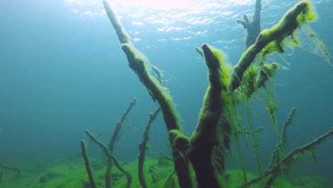 Diver-point-of-view,-swimming-underwater,-exploring-the-sea-world,-branches-sticking-out-of-the-ground-with-seaweed-on-them