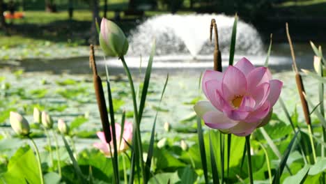 Slow-Motion-of-Charming-Pink-Lotus-Flower,-Lake-Fountain-Background