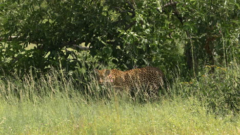 Scenic-view-of-single-leopard-standing-in-tall-green-bush-grass-and-trees,-Sabi-Sands-Game-Reserve,-South-Africa,-static-profile